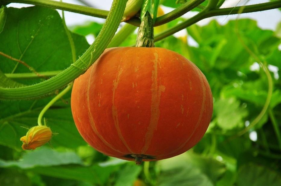 Что праздник?….Это дань истории…или сказка о тыкве...