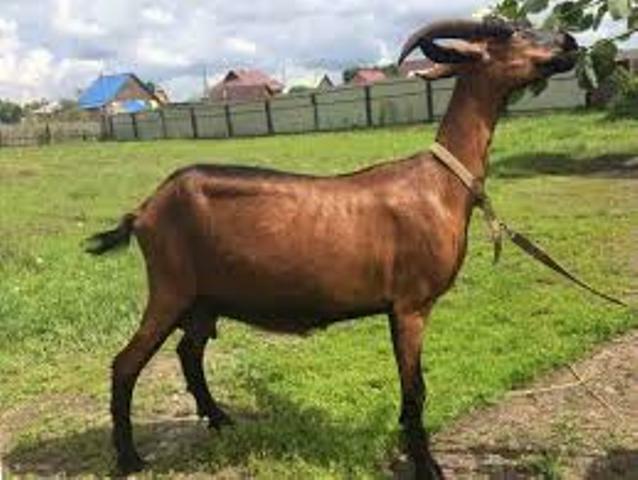 СЛУЧАЙ У ПЕРЕЕЗДА... С днём "СМЕХА"!