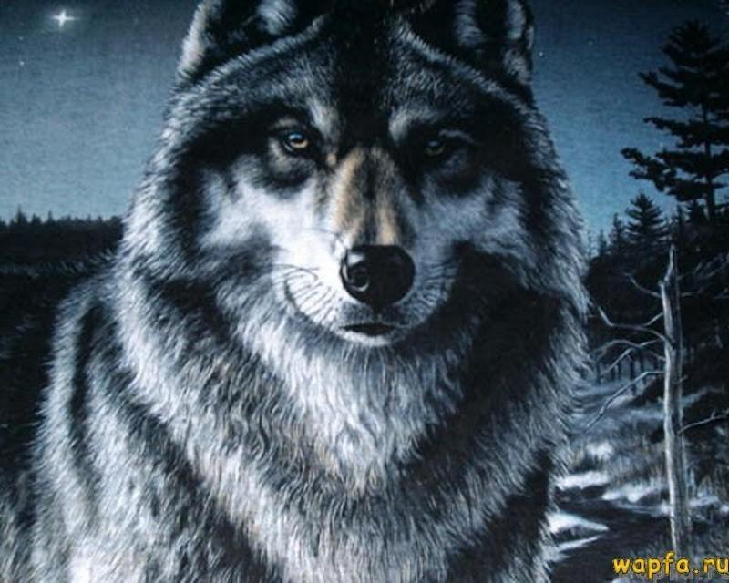 Графиня волка потеряла