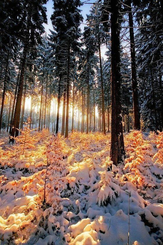 Лес в зимней сказке гоголем