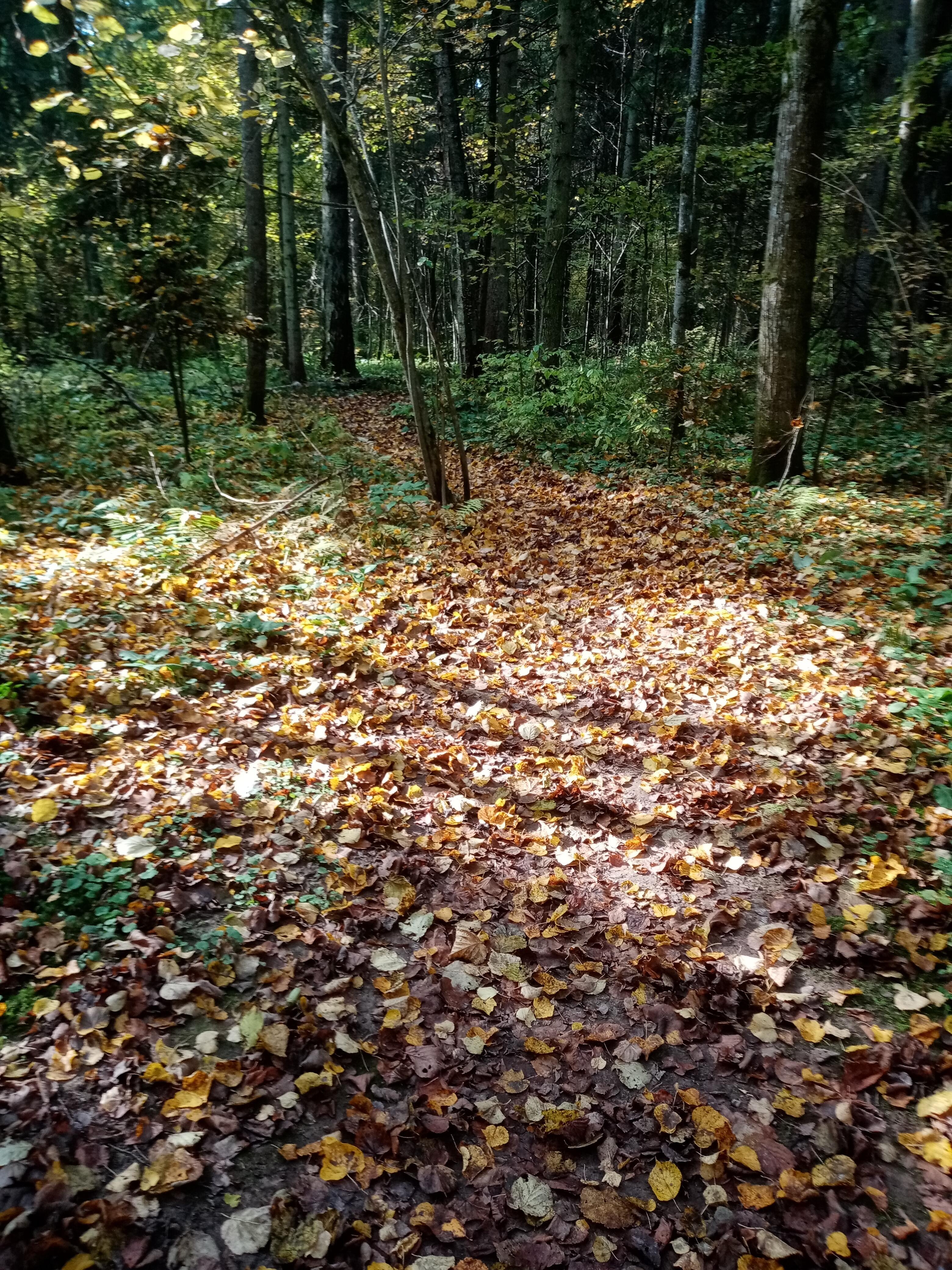 Октябрьское " оконце" 