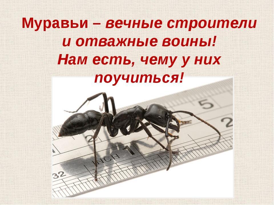 Сколько слов в слове муравей. Рассказать про муравья. Муравьи презентация. Проект муравьи. Темы проектов про муравьев.