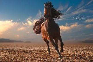 Несбывшаяся мечта и лошадь