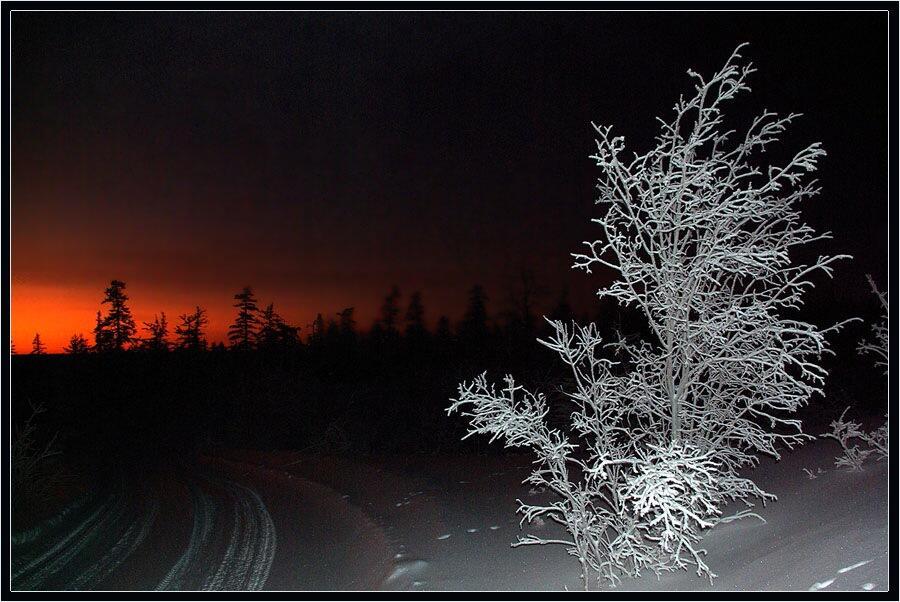 Ночью сколько будет мороза. Зима ночь. Морозная ночь. Деревья в инее ночью. Морозная зимняя ночь.