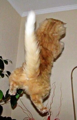 ЛЕТАЮЩИЙ КОТЁНОК