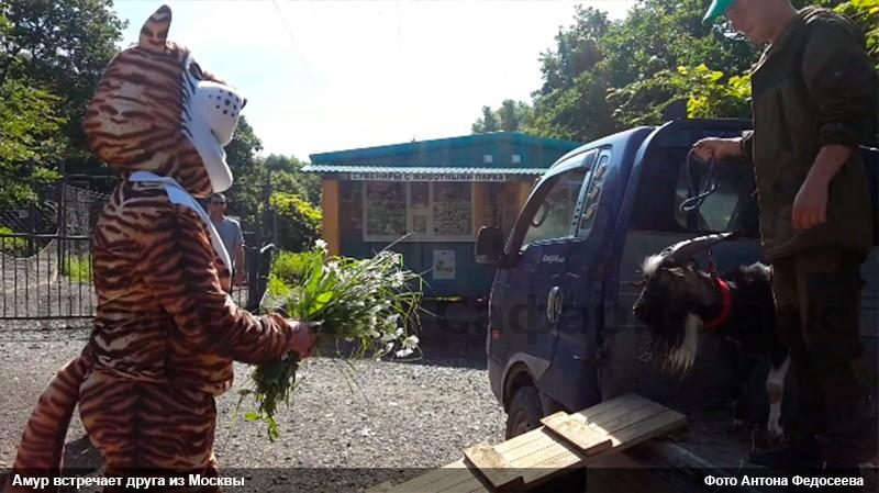 ВОЗВРАЩЕНИЕ КОЗЛА ТИМУРА