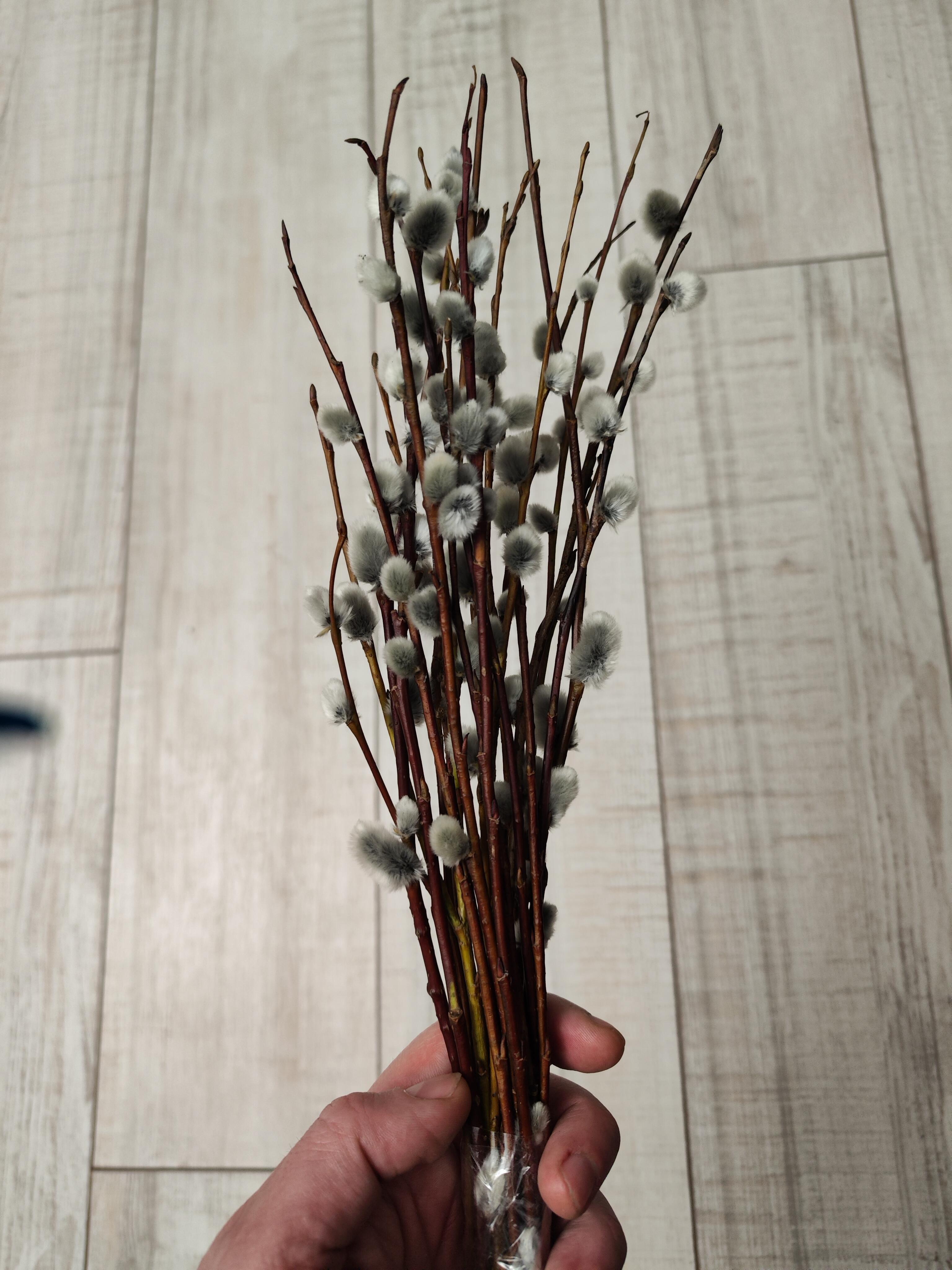 "Неосвещённая верба" (05.04.2026)