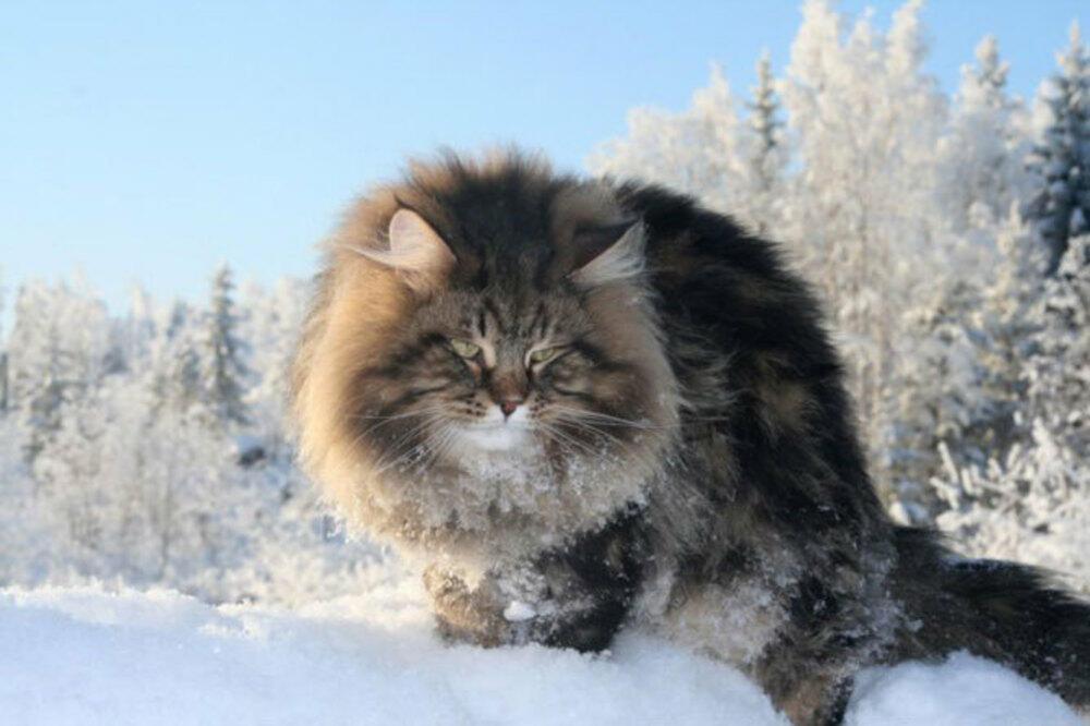 Ответ поэту - Медведь Белый - ЧЁ ТЫ???