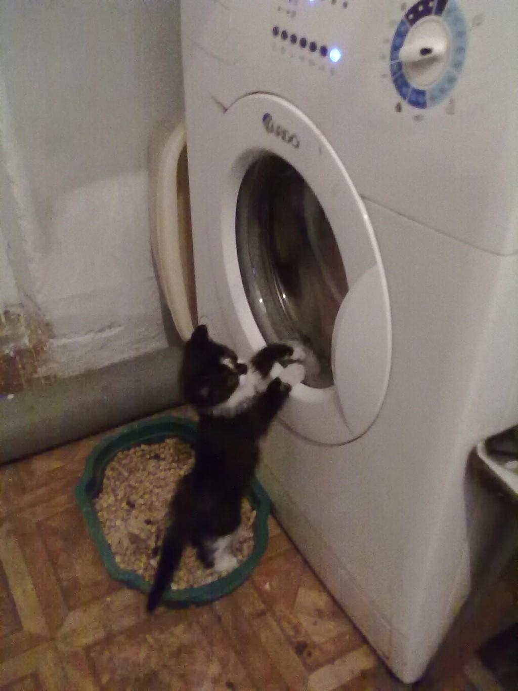 Мой котенок.