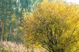 Орешник  (Читает Есения)