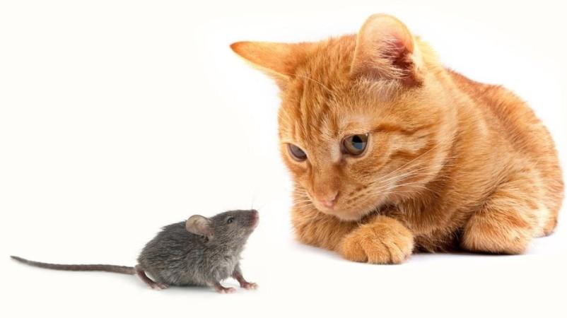 Мышь и кот