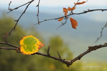 Я словно лист...