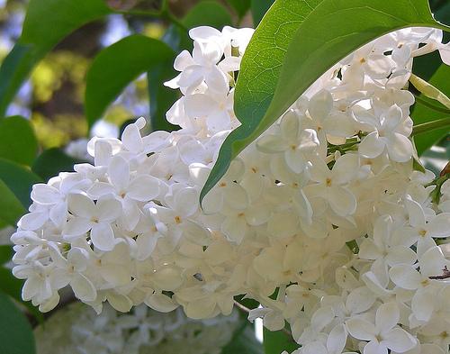 Ароматом сирени