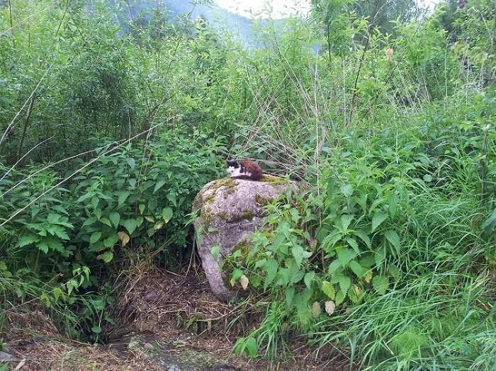 ПРОЩЕВАЙТЕ, Я УШЕЛ!