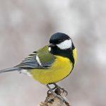 Птичка синичка