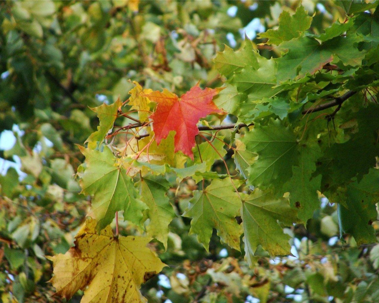 ОСЕННЕЕ НАСТРОЕНИЕ