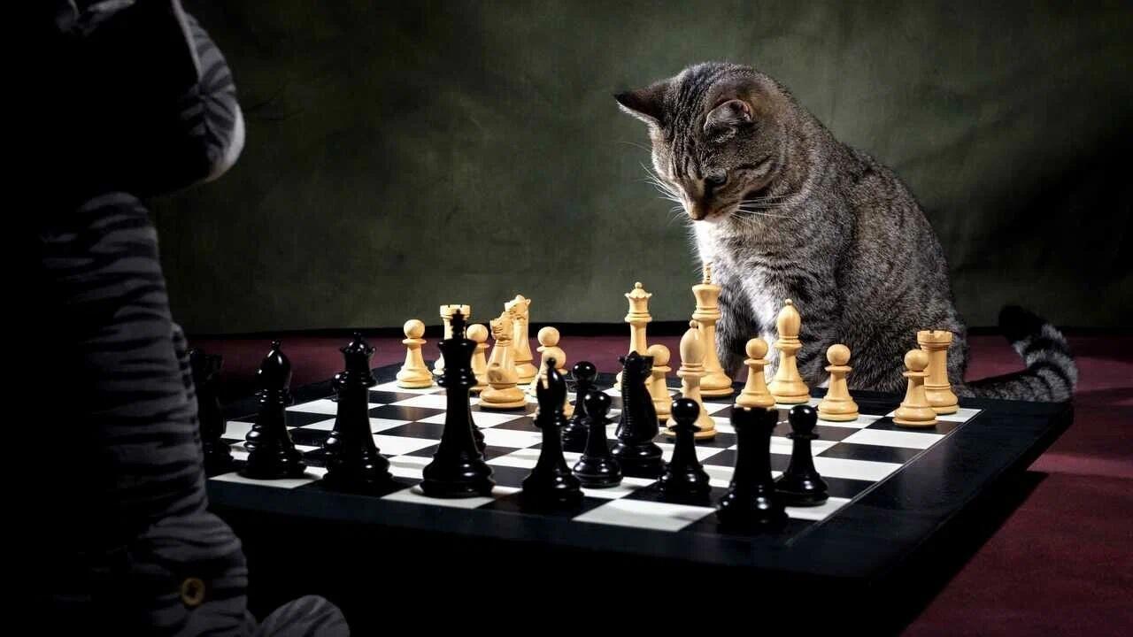 Играть и побеждать. (шахматы)
