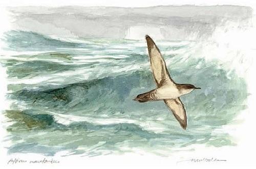 Чайка и ветер