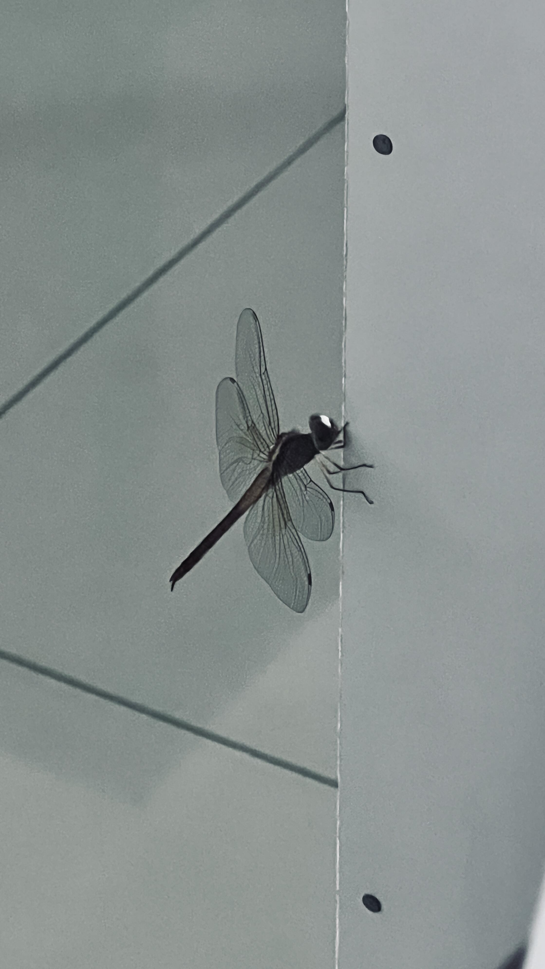 ГАРМОНИЯ МОНОХРОМА