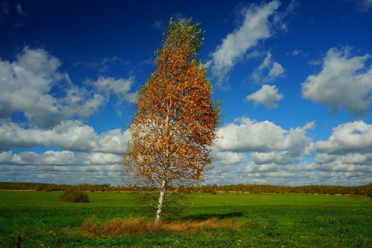 ОСЕНИ КАРТИНКИ