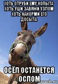 Осёл. ДвуХстишье