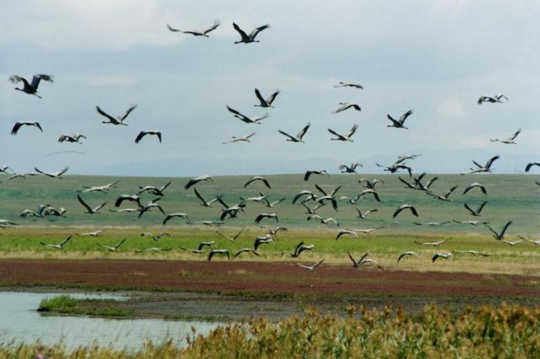 ВНОВЬ ЛЕТЯТ ПЕРНАТЫЕ