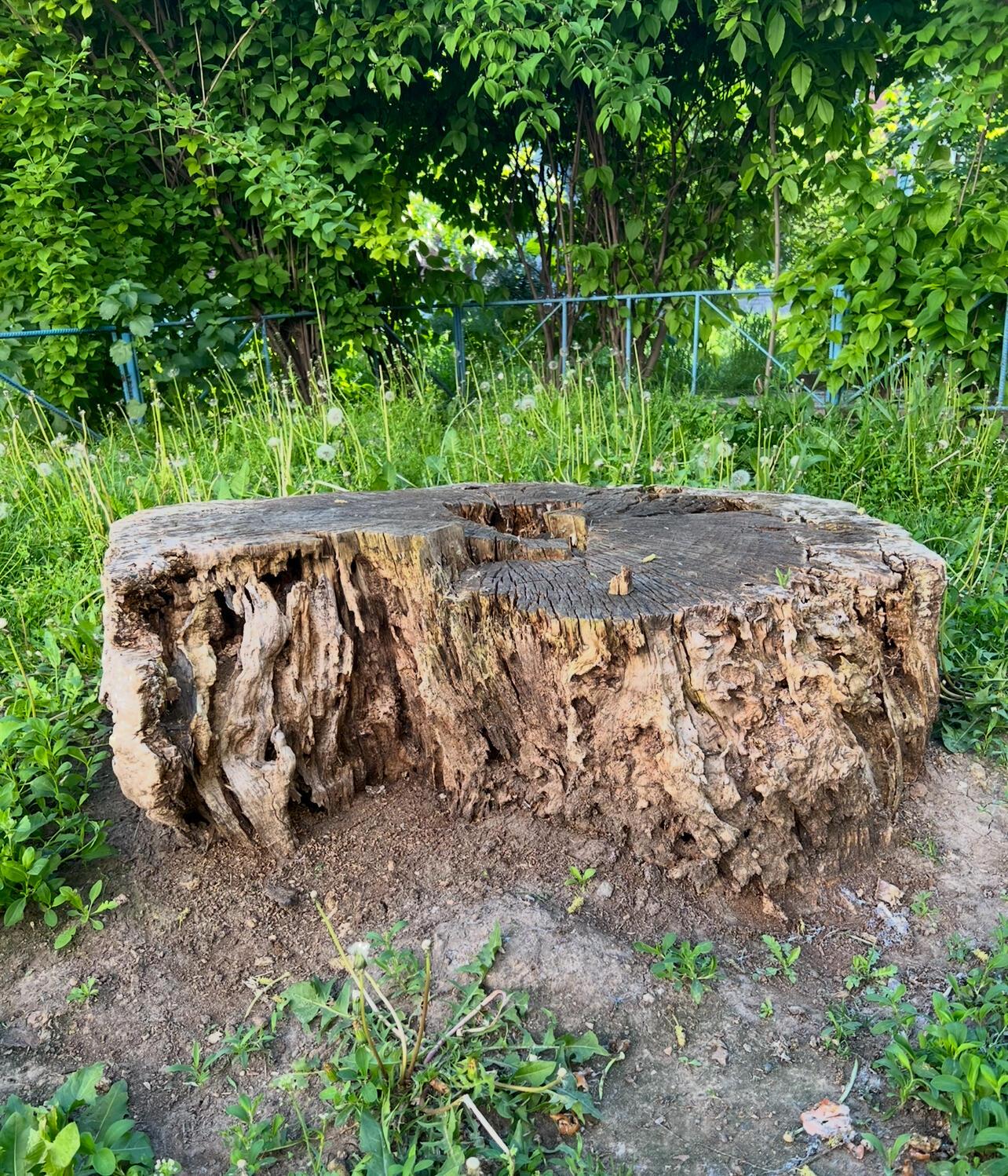 Седина в бороду...