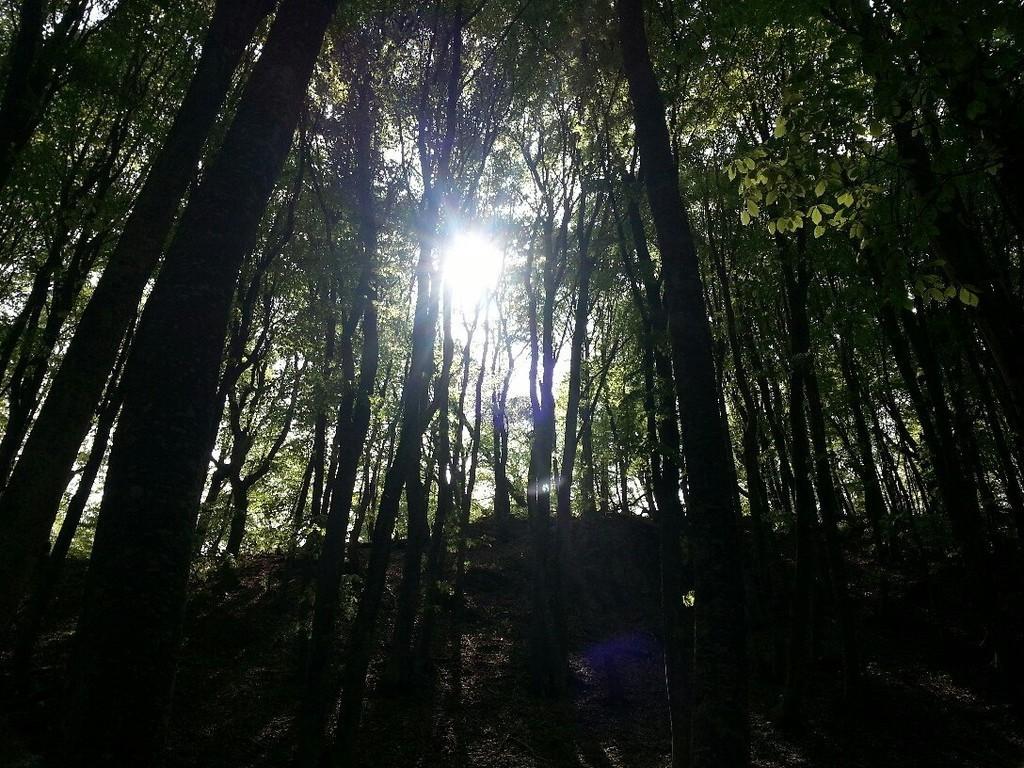 И сердце трепещет, тебя вспоминая...