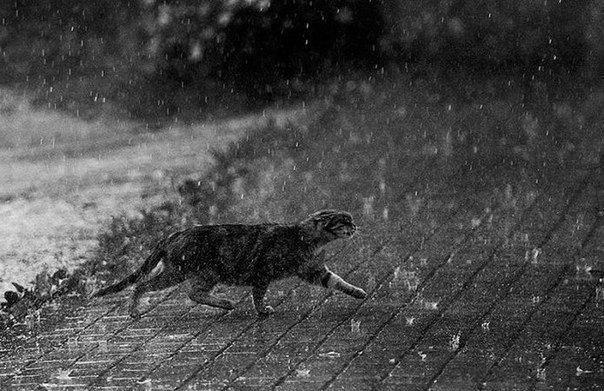 Навеяно августовским дождиком...