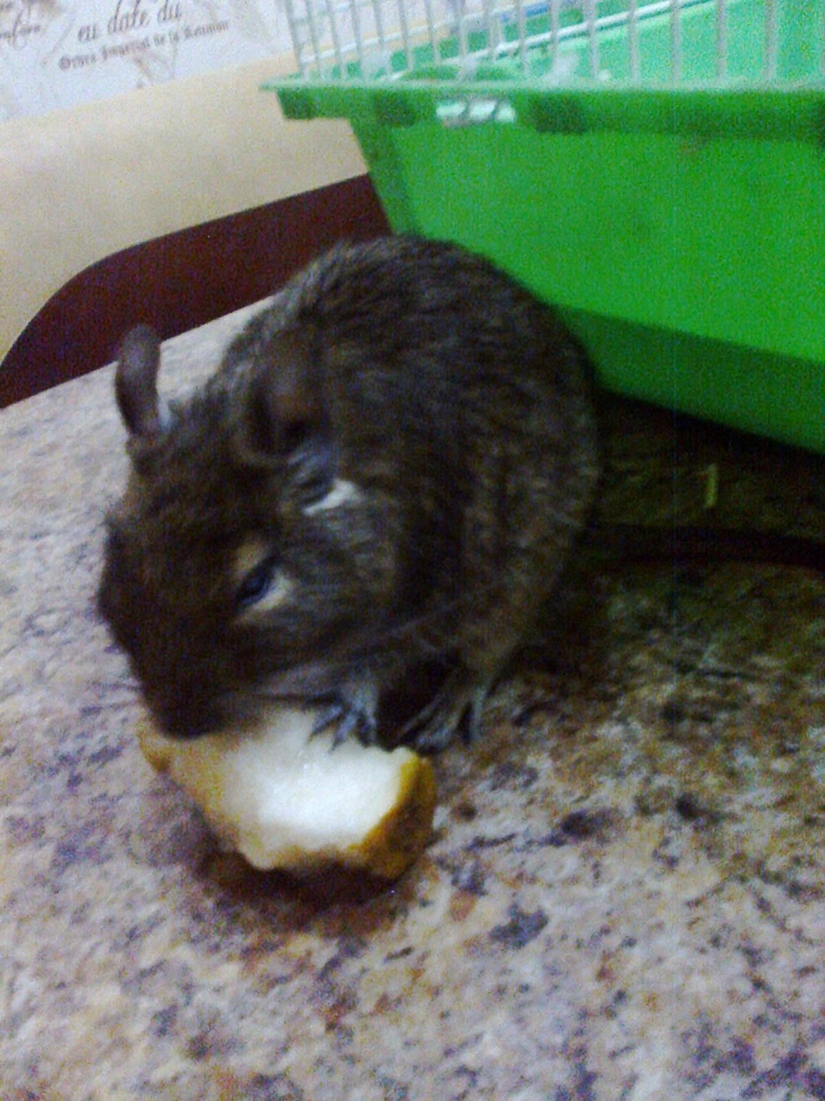 ПИСЬМО ДЕРЕВЕНСКОЙ МЫШКИ КРЫСКЕ ЛАРИСКЕ