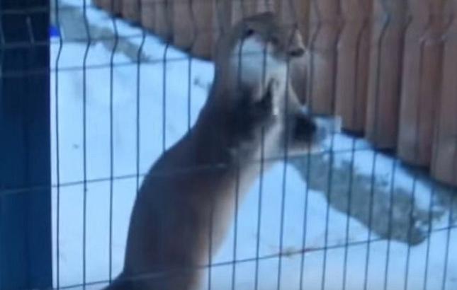 Ваня из Челябинска