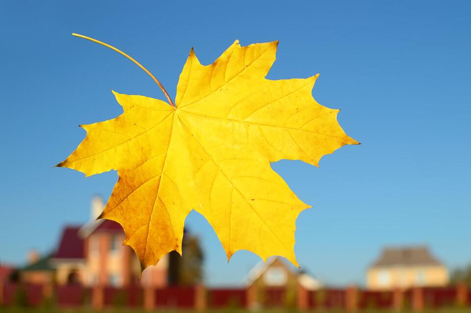 Кленовый лист