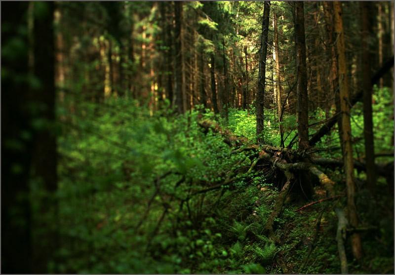 Тишина в лесу довоенная...