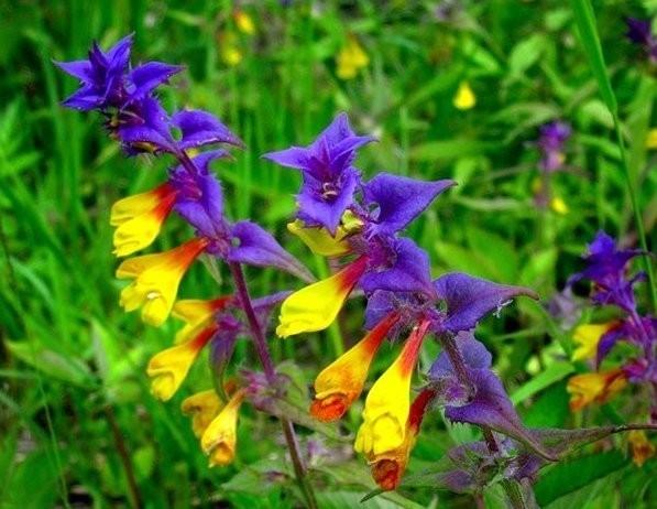 АНЯ 5. Иван-да-марья