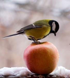 Клевала яблоко синичка