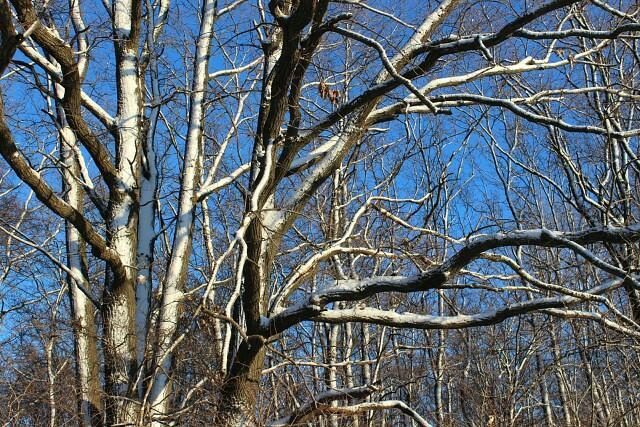 СКОРО ВЕСНА