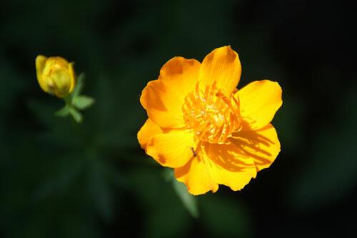 Цветок купальница