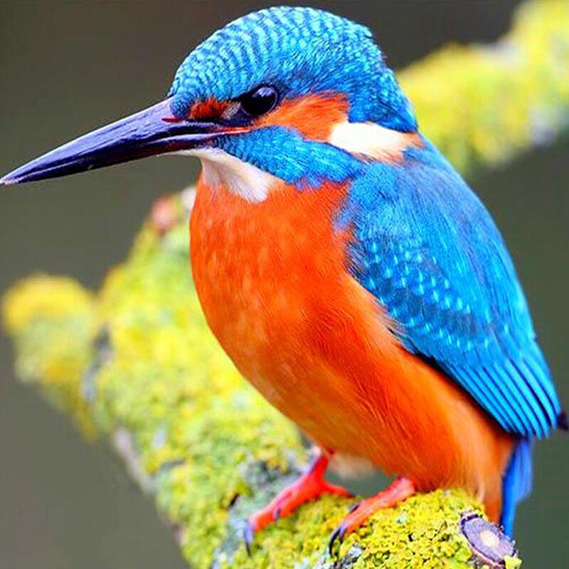 ЗИМОРОДОК (Самые красивые птицы планеты земля)