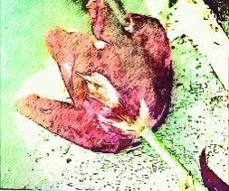 На клумбе тюльпаны - 1978 г