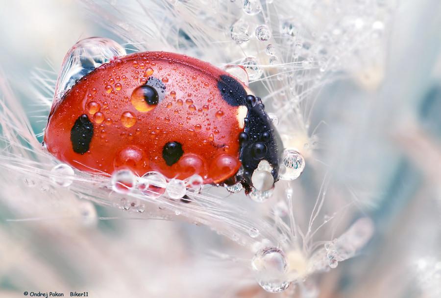 БОЖЬЯ - КОРОВКА