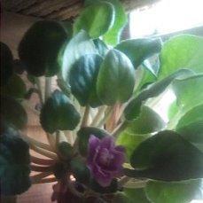 Фиалка в поле зацвела.