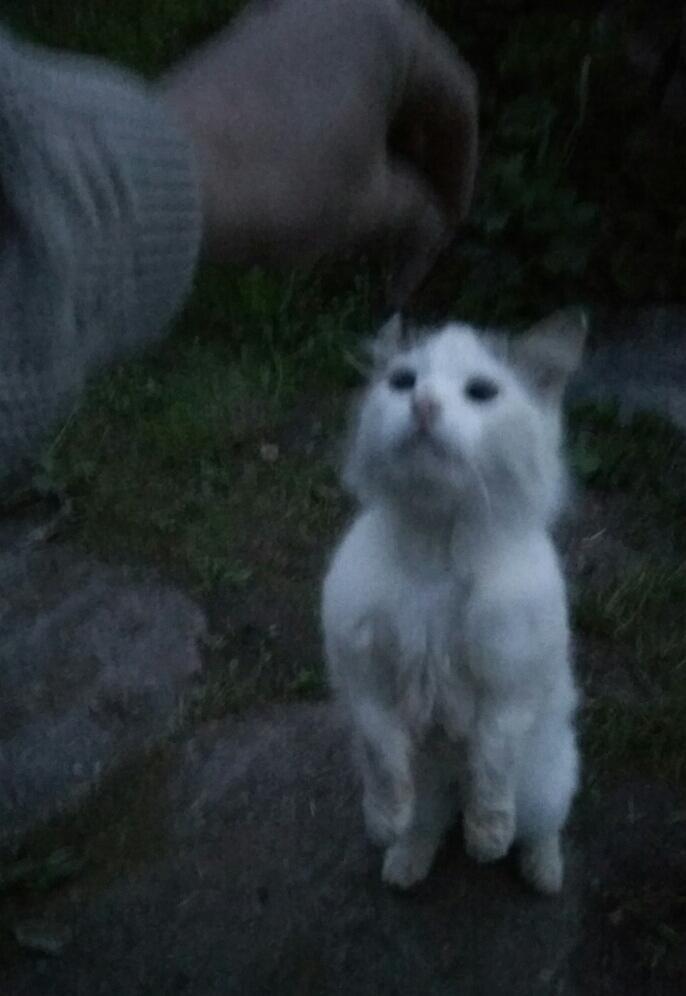 Бездомный котик