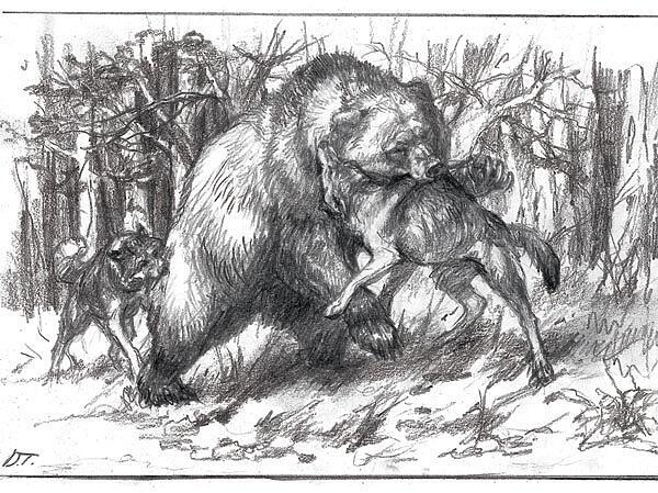 Медведь против псов прирожденный боец