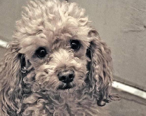 Ничейная собачка