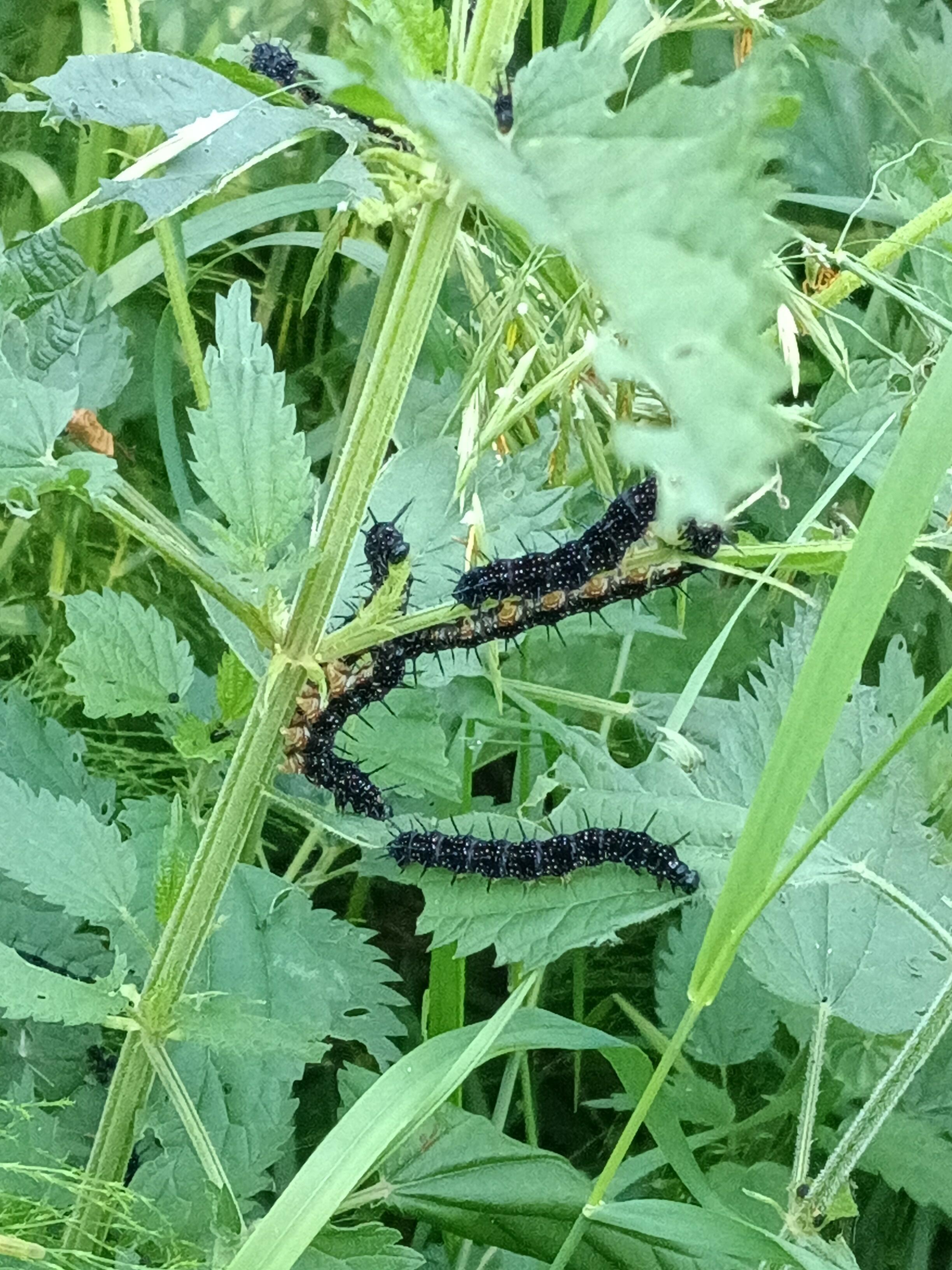 Павлиний глаз