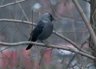 Ну что, голубоглазая?