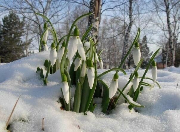 ПЕРВОЦВЕТЫ ЖДУТ ВЕСНЫ