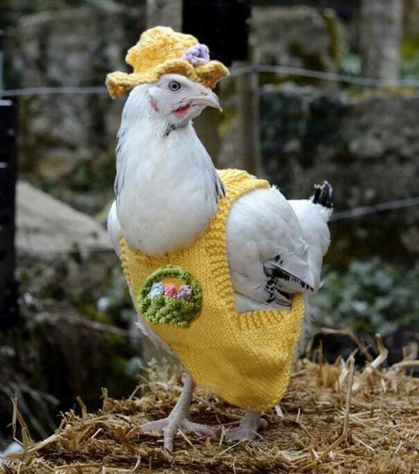 Одежда для курицы