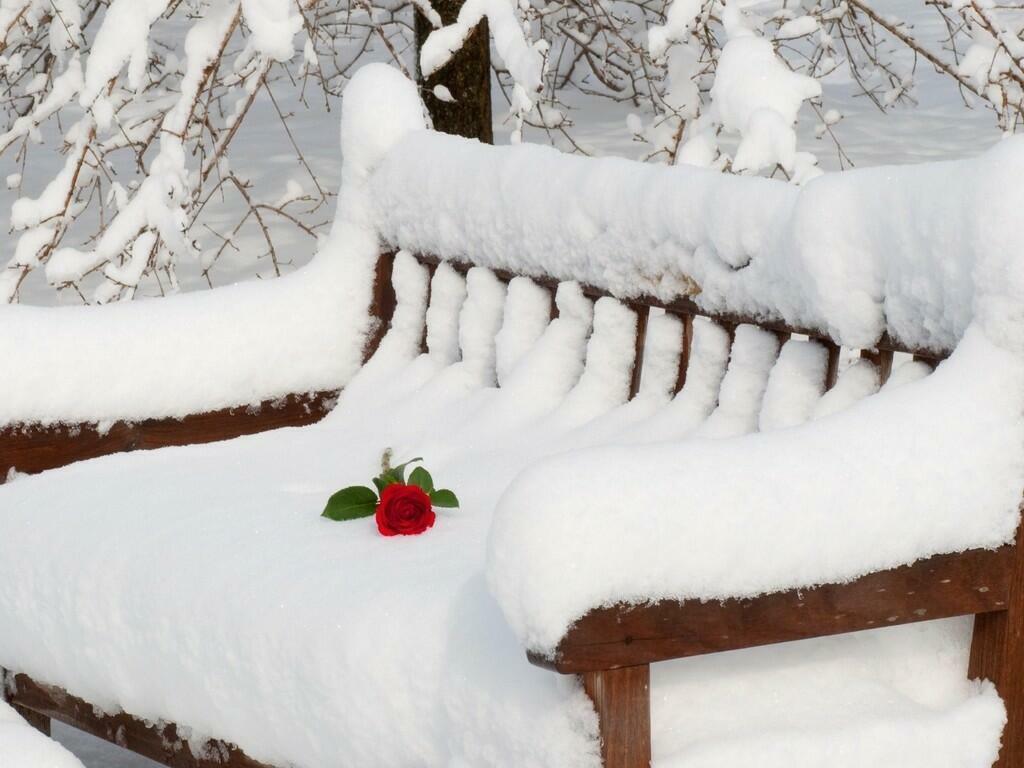 Заснеженная скамейка или – Замерзает роза… (Под впечатлением от стиха Дёминой Галины)