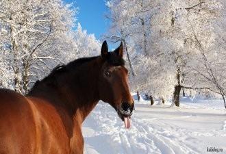 По следам